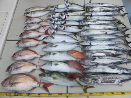 Hit Rush(ヒット ラッシュ） 釣果…