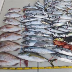 Hit Rush(ヒット ラッシュ) 釣果