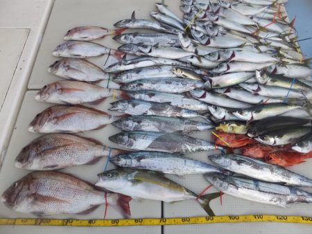 Hit Rush(ヒット ラッシュ） 釣果…