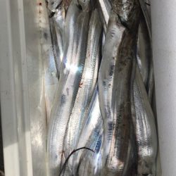 釣船 浦島太郎 釣果