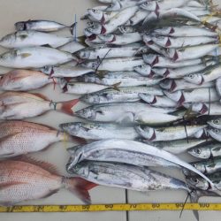 Hit Rush(ヒット ラッシュ) 釣果