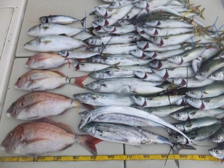 Hit Rush(ヒット ラッシュ) 釣果