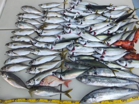 Hit Rush(ヒット ラッシュ） 釣果…