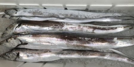 釣船 浦島太郎 釣果