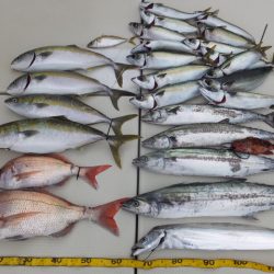 Hit Rush(ヒット ラッシュ) 釣果