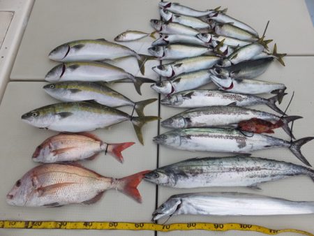 Hit Rush(ヒット ラッシュ） 釣果…