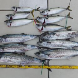 Hit Rush(ヒット ラッシュ) 釣果