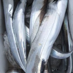 釣船 浦島太郎 釣果