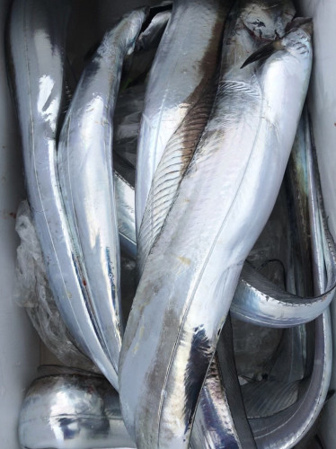 釣船 浦島太郎 釣果