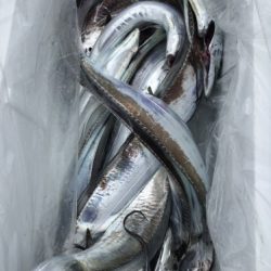 釣船 浦島太郎 釣果