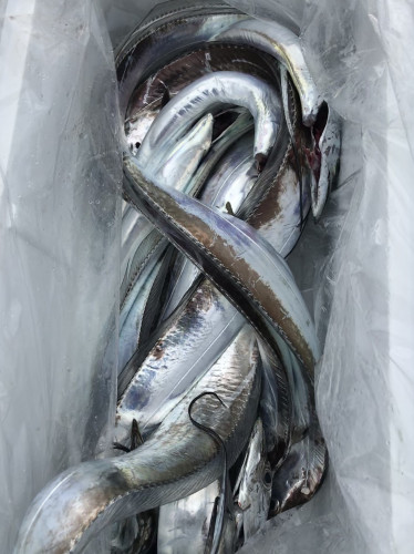 釣船 浦島太郎 釣果