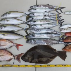 Hit Rush(ヒット ラッシュ) 釣果