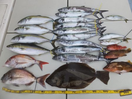 Hit Rush(ヒット ラッシュ) 釣果