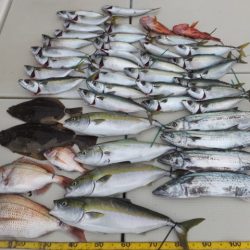 Hit Rush(ヒット ラッシュ) 釣果