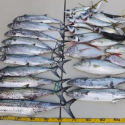 Hit Rush(ヒット ラッシュ) 釣果