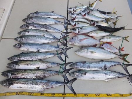 Hit Rush(ヒット ラッシュ） 釣果…