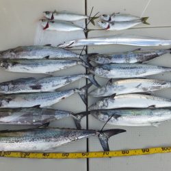 Hit Rush(ヒット ラッシュ) 釣果