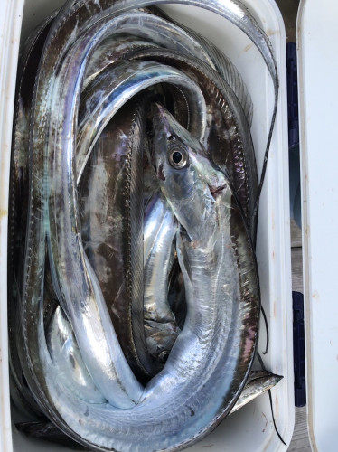 釣船 浦島太郎 釣果