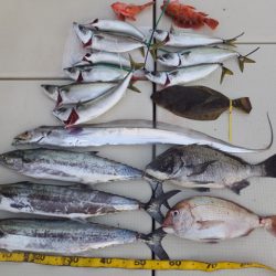 Hit Rush(ヒット ラッシュ) 釣果