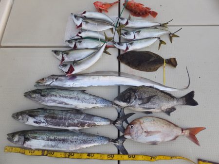 Hit Rush(ヒット ラッシュ） 釣果…