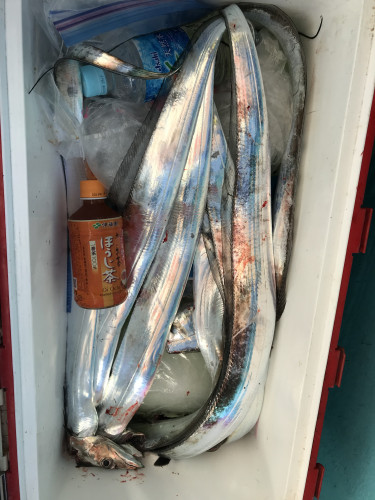 釣船 浦島太郎 釣果