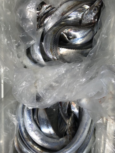 釣船 浦島太郎 釣果