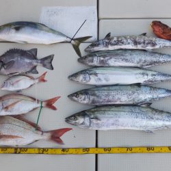 Hit Rush(ヒット ラッシュ) 釣果