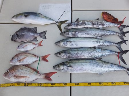 Hit Rush(ヒット ラッシュ） 釣果…