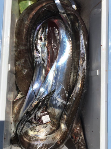 釣船 浦島太郎 釣果