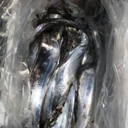 釣船 浦島太郎 釣果