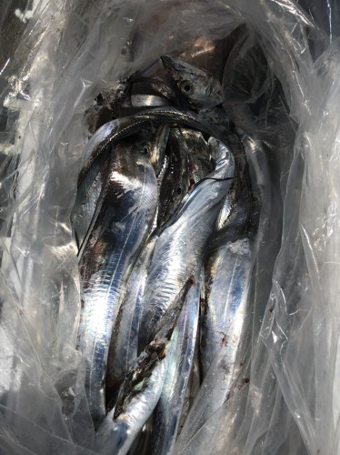 釣船 浦島太郎 釣果