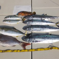 Hit Rush(ヒット ラッシュ） 釣果