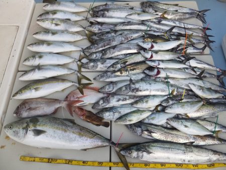 Hit Rush(ヒット ラッシュ) 釣果