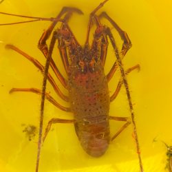 Hit Rush(ヒット ラッシュ） 釣果