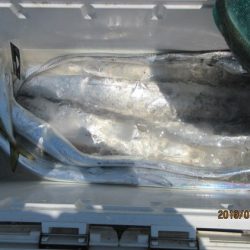 大進丸(新潟) 釣果