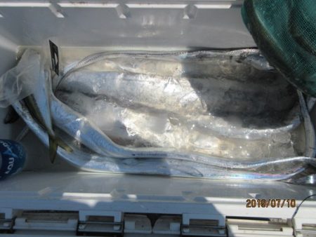 大進丸(新潟) 釣果