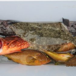 大進丸(新潟) 釣果