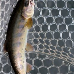 小菅トラウトガーデン 釣果