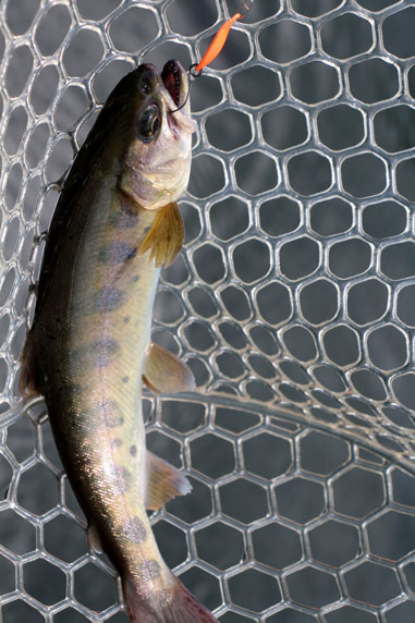 小菅トラウトガーデン 釣果