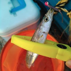 浜名湖 ライトゲーム