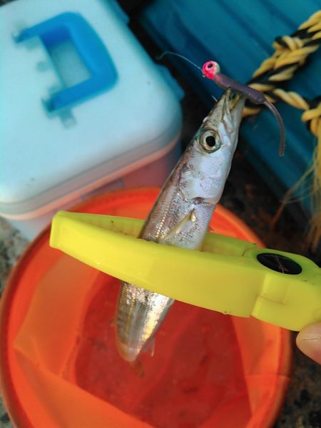 浜名湖 ライトゲーム