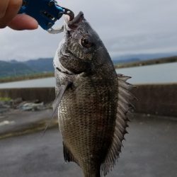 落としこみで色々釣れました。