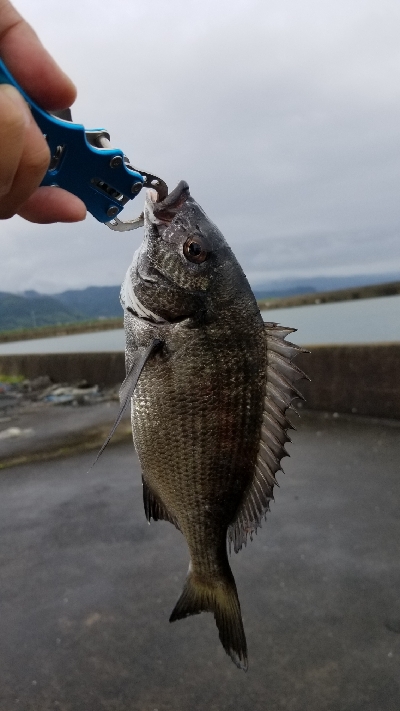 落としこみで色々釣れました。