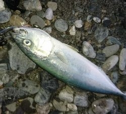 仁淀川河口周辺サーフライトショアジギング