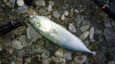 仁淀川河口周辺サーフライトショアジギング