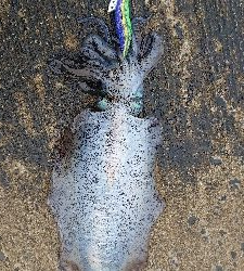 夏イカキロUP❗