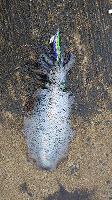 夏イカキロUP❗