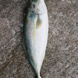 久しぶりの釣果です。