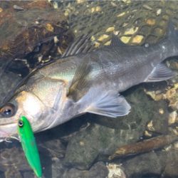 トップシーバス