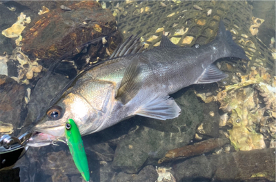 トップシーバス